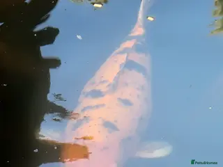 Koi Carp fish Koi Carp/Albino Sturgeon full lot needing to sell in London - Advert 1