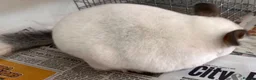 Chinchilla rodents for sale: Whitey, fabulous Wilson White boy - Advert 2