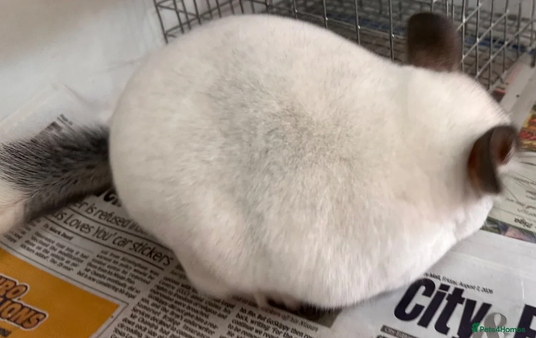 Chinchilla rodents for sale: Whitey, fabulous Wilson White boy - Advert 2
