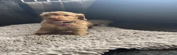 Cockapoo dogs for sale: f1b miniature dna health tested cockerpoos  - Advert 11