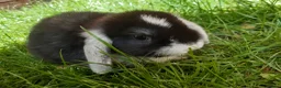 Mini Lop rabbits for sale: Gorgeous Mini Lops  - Advert 13