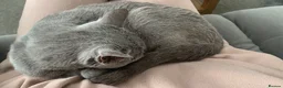 Russian Blue cats for sale: Retired queen, Russian blue cat for sale - Advert 6