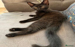Oriental cats for sale: Last black smoke boy available now - Image 1