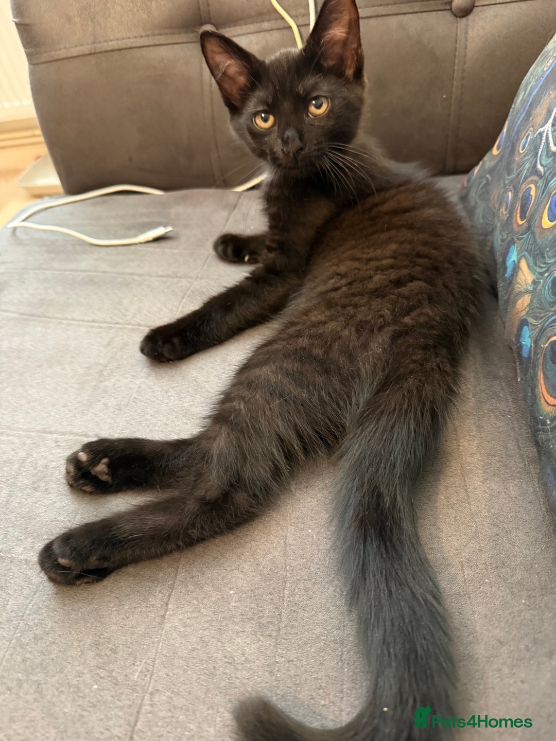 Oriental cats for sale: Last black smoke boy available now - Image 1