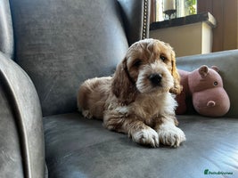 Cockapoo dogs - Advert 8