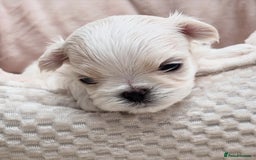 Maltese dogs for sale: ✨💫Tiny Exquisite Bambelina Maltese 💫✨ - Image 22