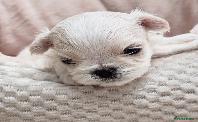 Maltese dogs - Advert 2
