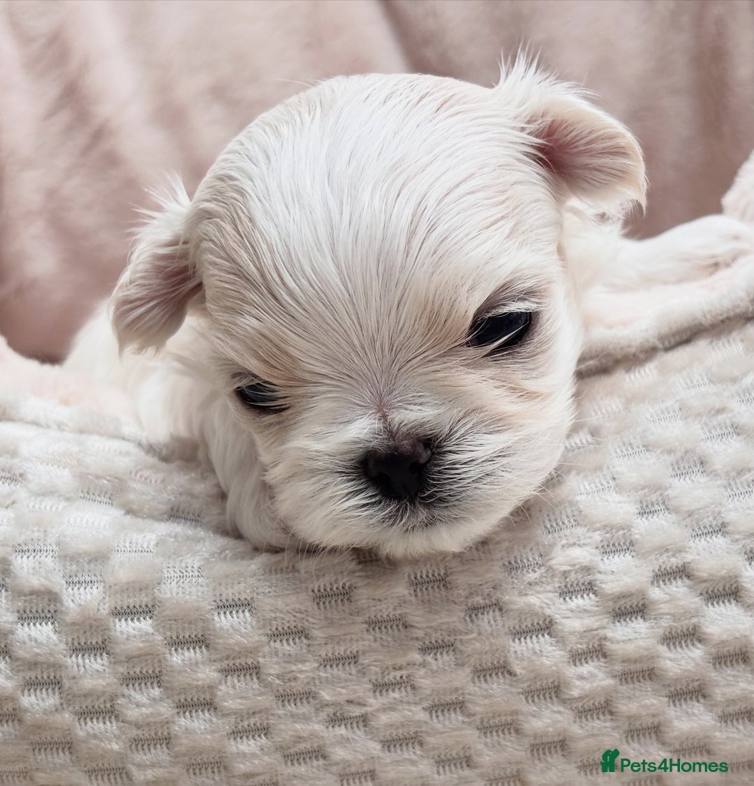Maltese dogs for sale: ✨💫Tiny Exquisite Bambelina Maltese 💫✨ - Image 22