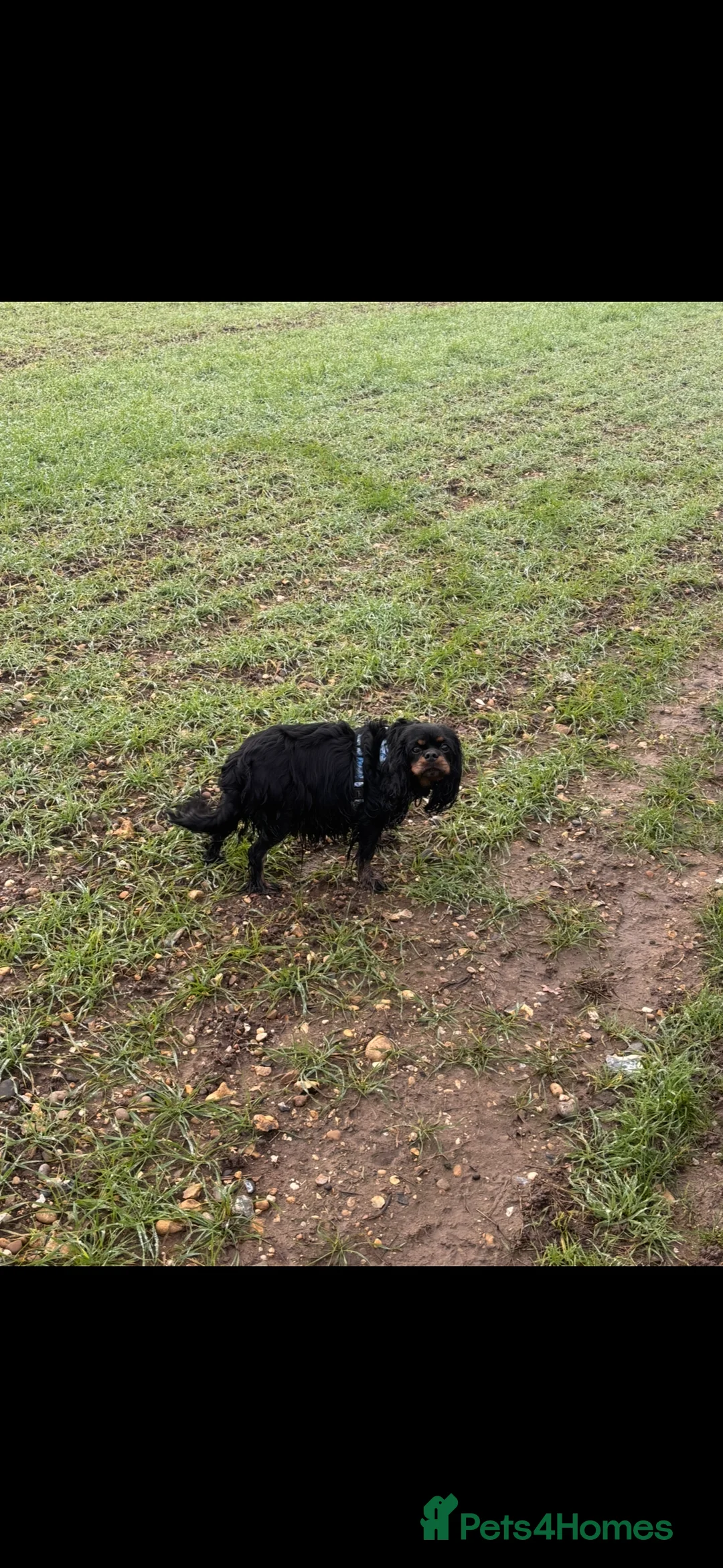 Cavalier King Charles Spaniel dogs for sale: Gorgeous KC Puppies Available  - Advert 7