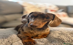 Miniature Dachshund dogs for sale: 2 miniature dachshund  - Image 6