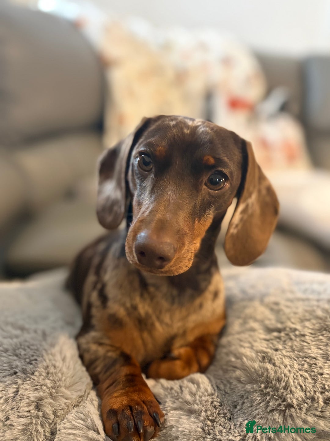 Miniature Dachshund dogs for sale: 2 miniature dachshund  - Image 6