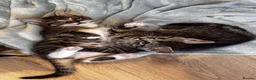 Maine Coon cats for sale: 5 Maine Coon kittens looking for their homes 🐾 - Advert 10
