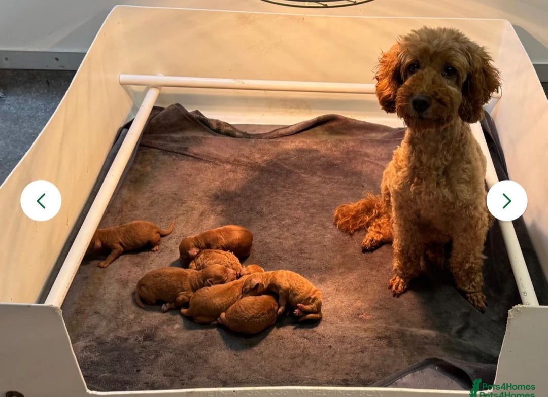 Miniature Poodle dogs for sale: Boy b - Image 2