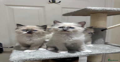 Ragdoll cats GCCF reg parents , pure breed ragdoll kittens 🤍 - Advert 15