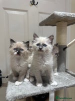 Ragdoll cats GCCF reg parents , pure breed ragdoll kittens 🤍 - Advert 15
