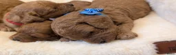 Cavapoo dogs for sale: Adorable F1 Cavapoo puppies.  - Advert 1