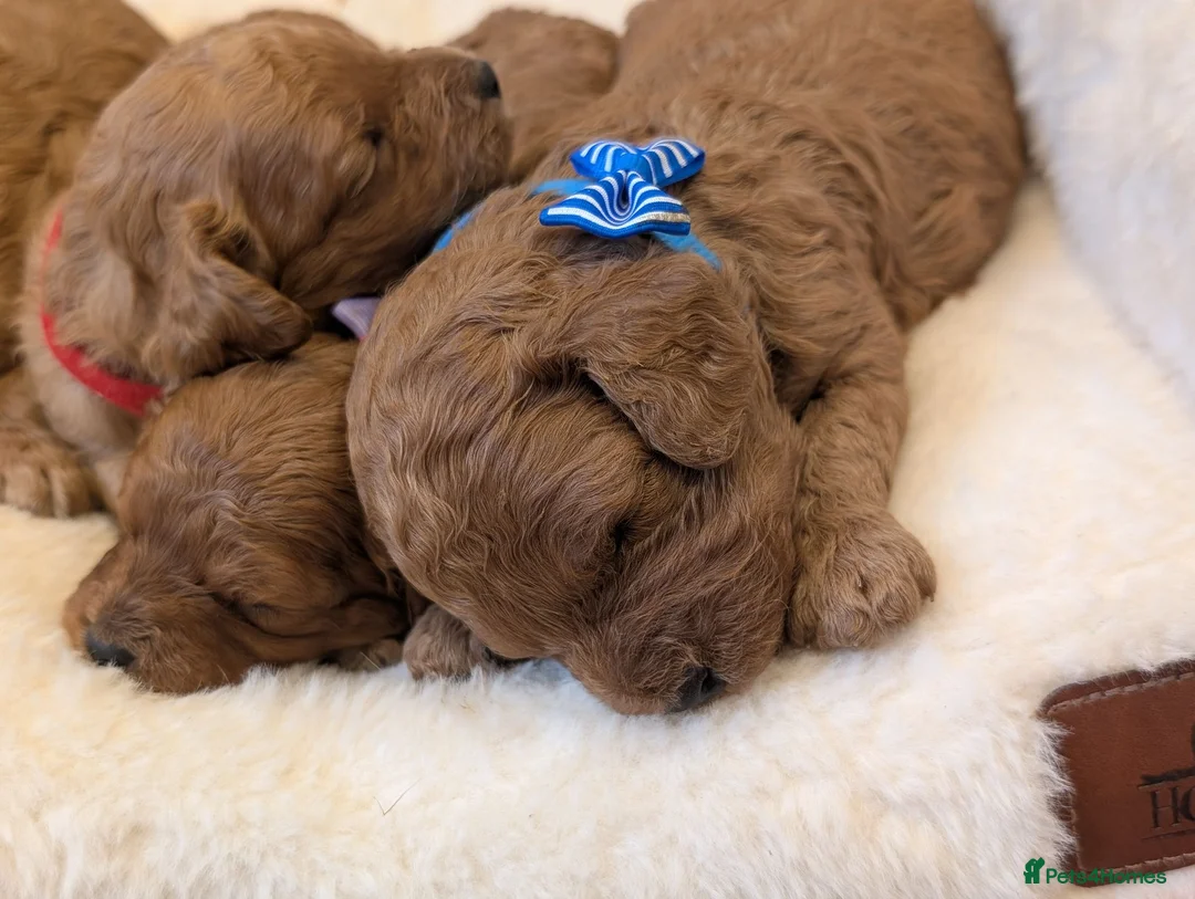 Cavapoo dogs for sale: Adorable F1 Cavapoo puppies.  - Advert 1