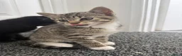 Mixed Breed cats for sale: Kittens for sale in Trimdon Station - Advert 3