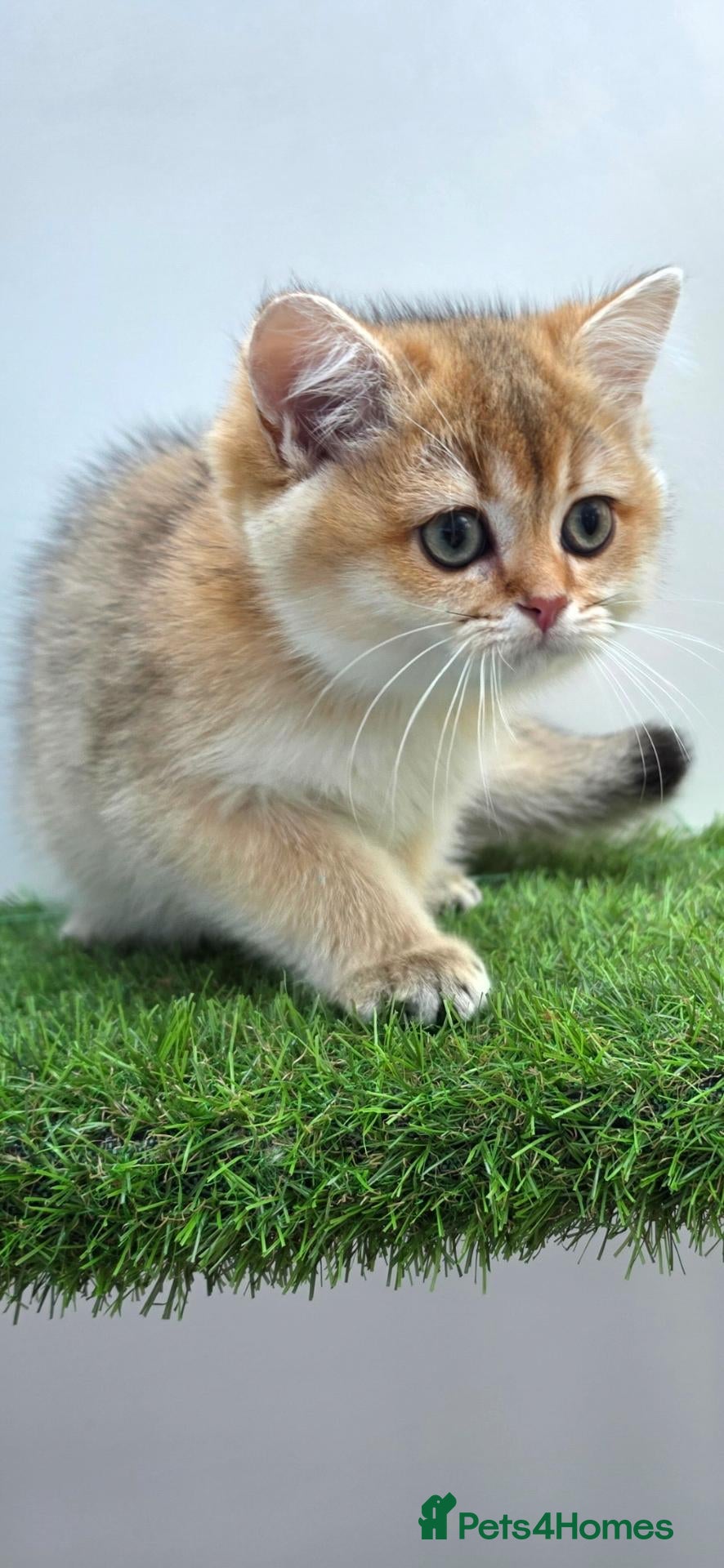 British Shorthair cats Golden longhair/shorthair kittens - Advert 18