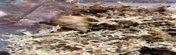 Snails invertebrates for sale: Giant African land snails - albino fulica - Advert 2