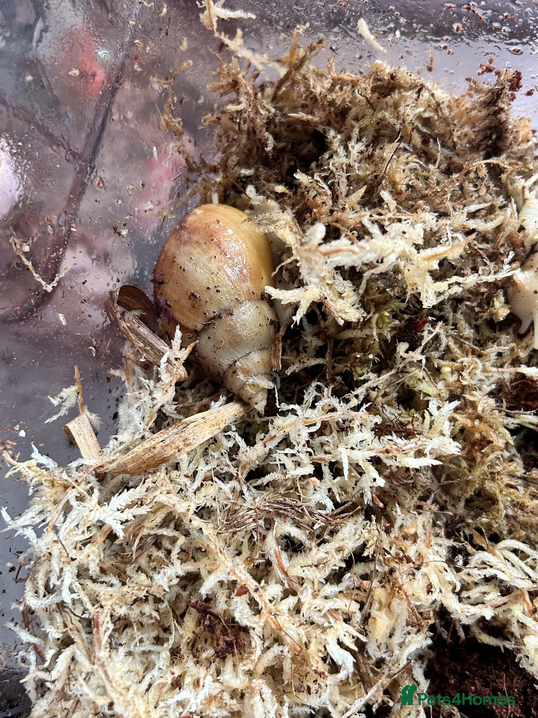 Snails invertebrates for sale: Giant African land snails - albino fulica - Advert 2