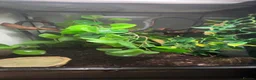 Gecko reptiles for sale: Adorable Crested Gecko  - Advert 3