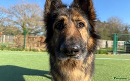 German Shepherd dogs for sale: Rehoming - Image 2