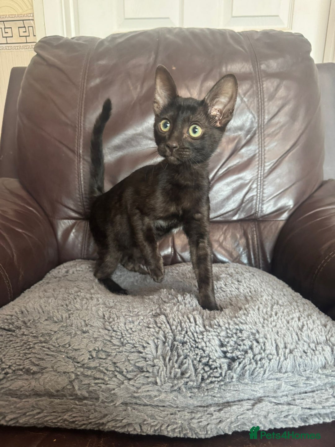 Savannah cats for sale: Beautiful melanistic Savannah - Image 5