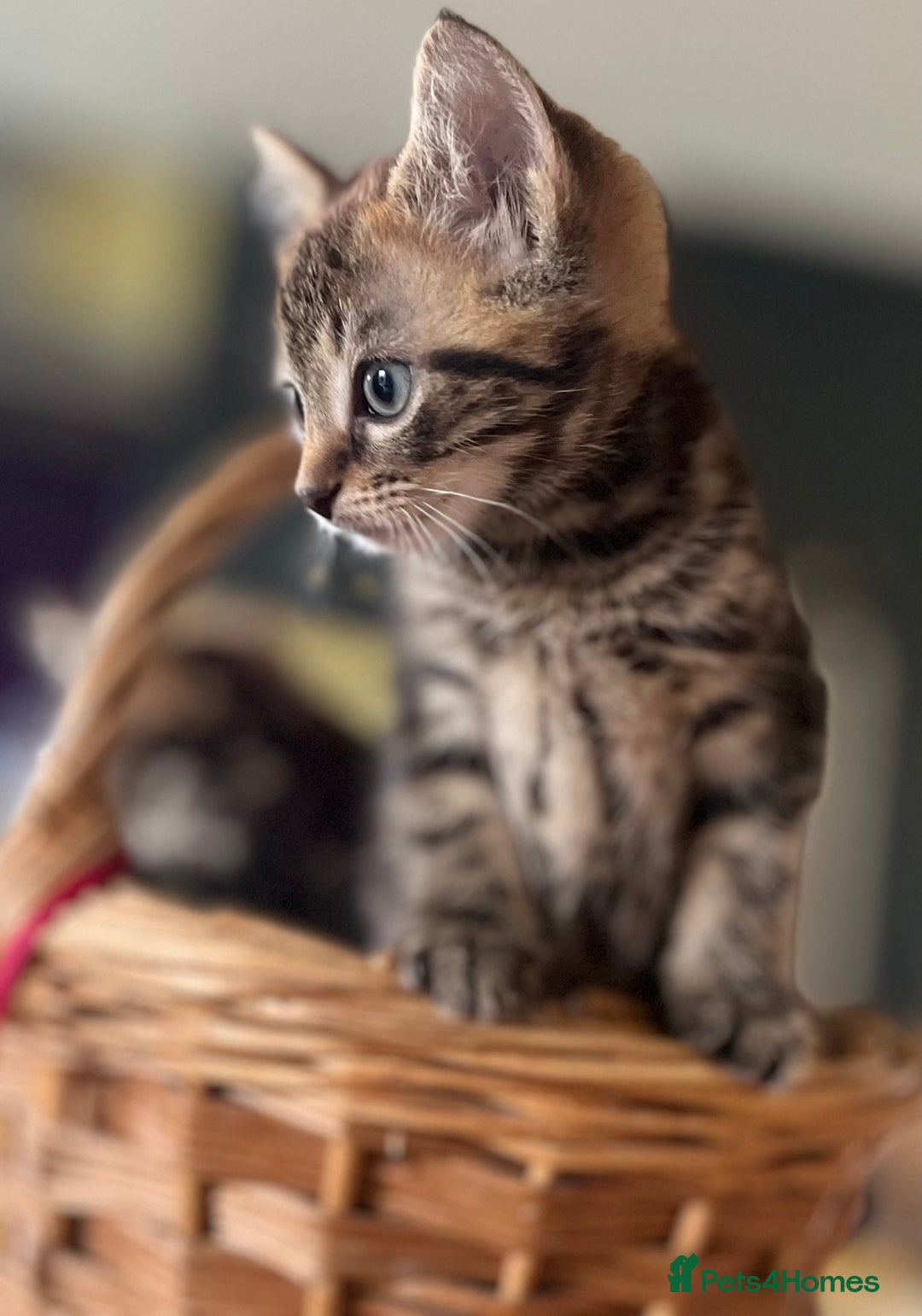 Mixed Breed cats for sale: Male mixed breed kittens - Image 5