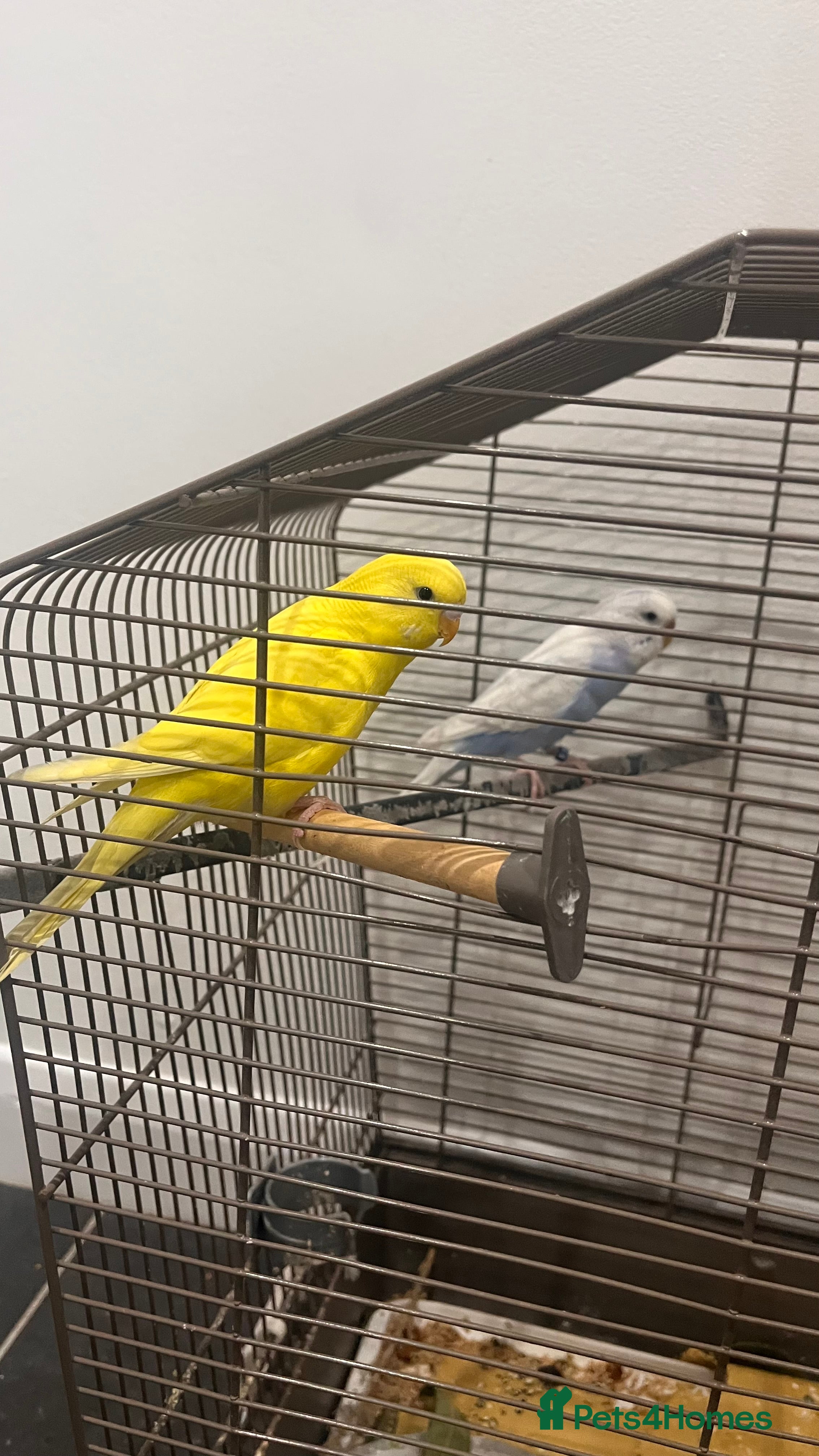 Budgerigars birds Love birds for free in Peacehaven - Advert 1