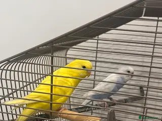 Budgerigars birds Love birds for free in Peacehaven - Advert 1