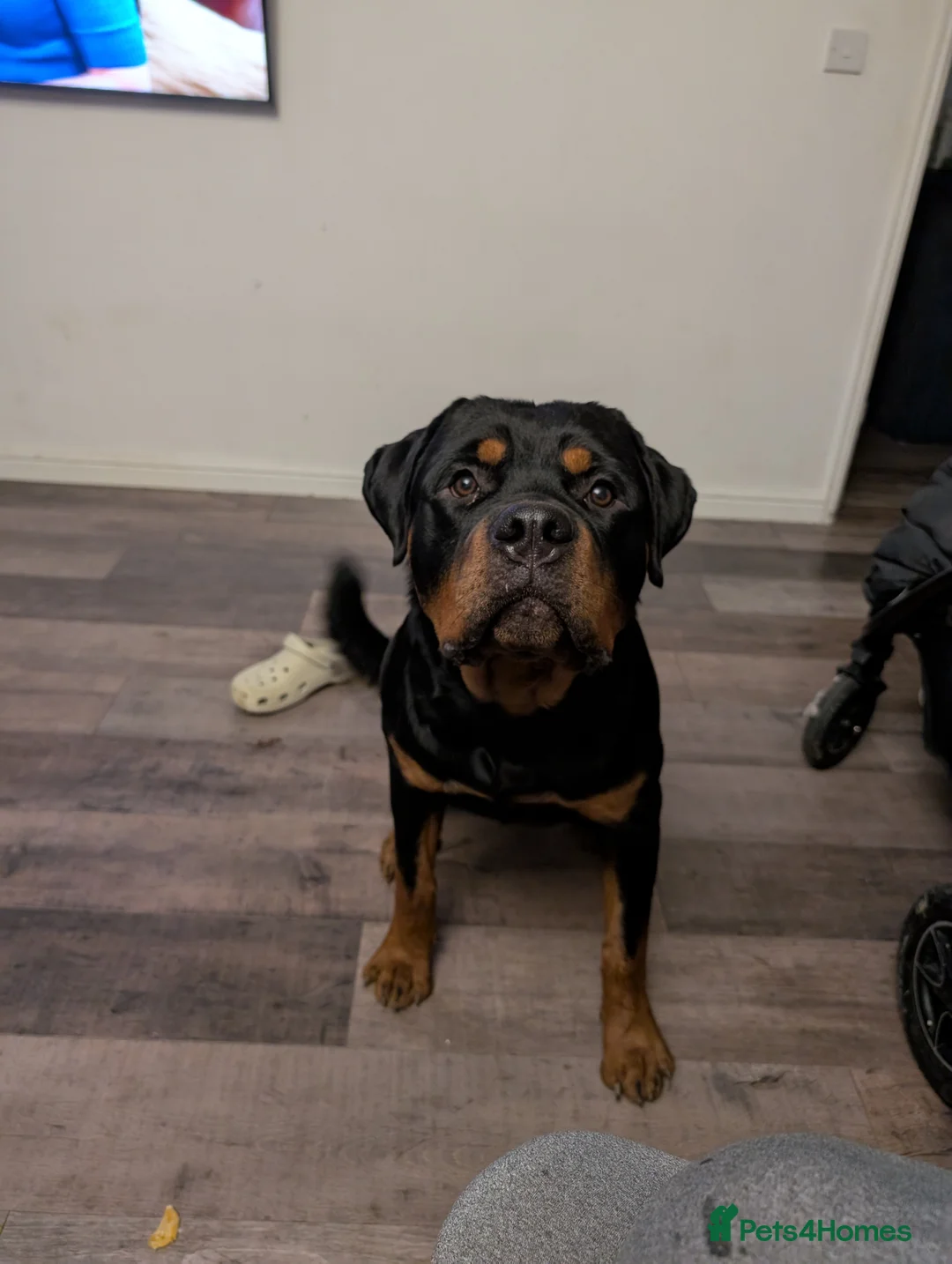 Rottweiler dogs for stud: Proven lovely nature big boy for stud in Middlesbrough - Advert 8
