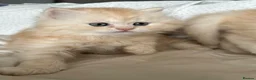 British Longhair cats for sale: Beautiful British Longhair Boys! - Advert 5
