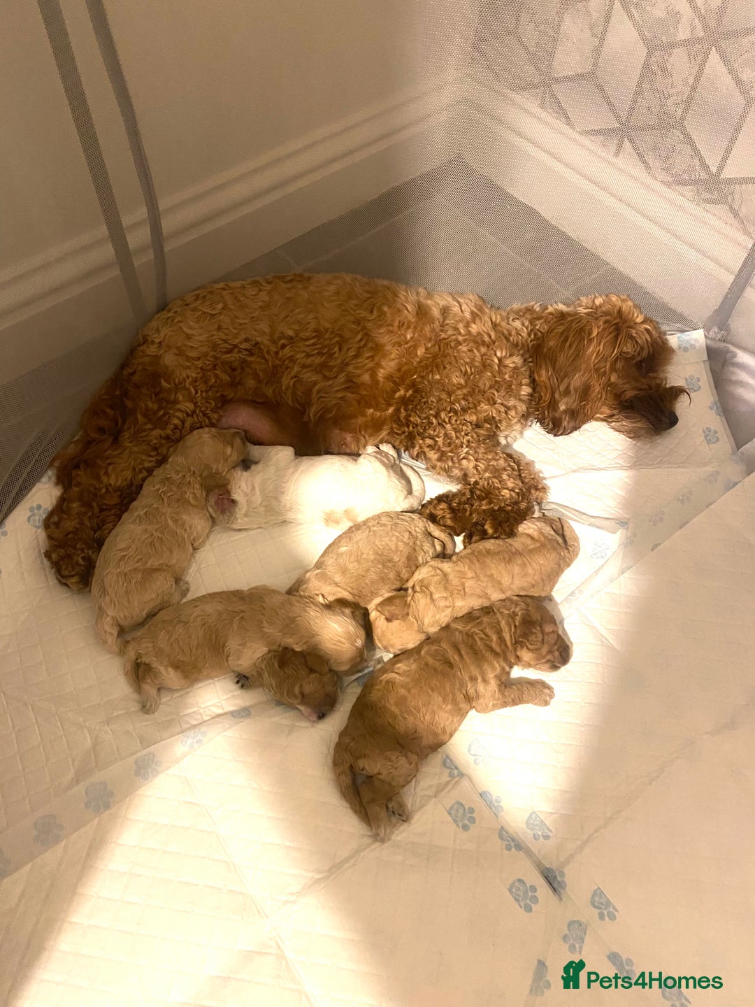 Cockapoo dogs for sale: F2 Cockapoo - Image 9