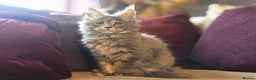 Maine Coon cats for sale: TiCA reg/Parents Fully Health Tested - Advert 28