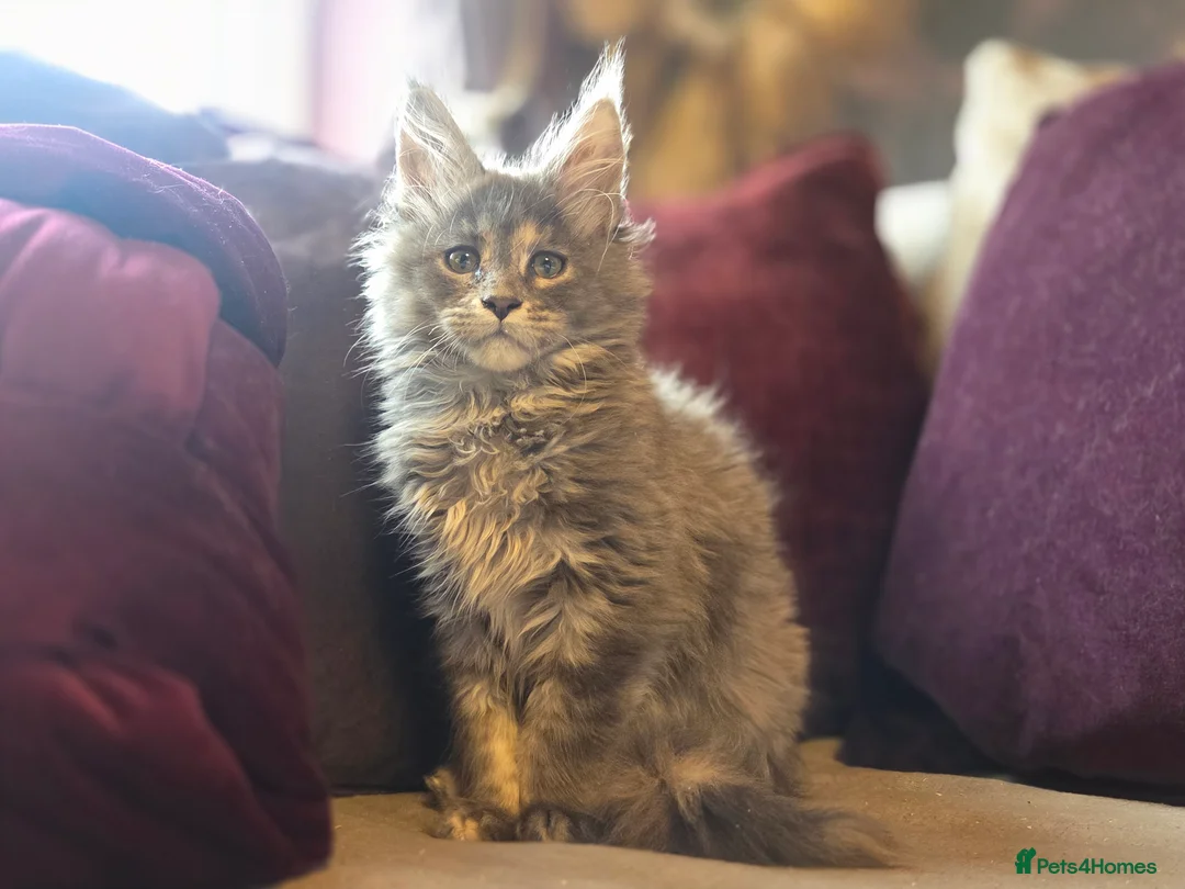 Maine Coon cats for sale: TiCA reg/Parents Fully Health Tested - Advert 28