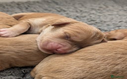 Cockapoo dogs for sale: Champion-Line Cockapoos From Health Tested Parents - Image 12