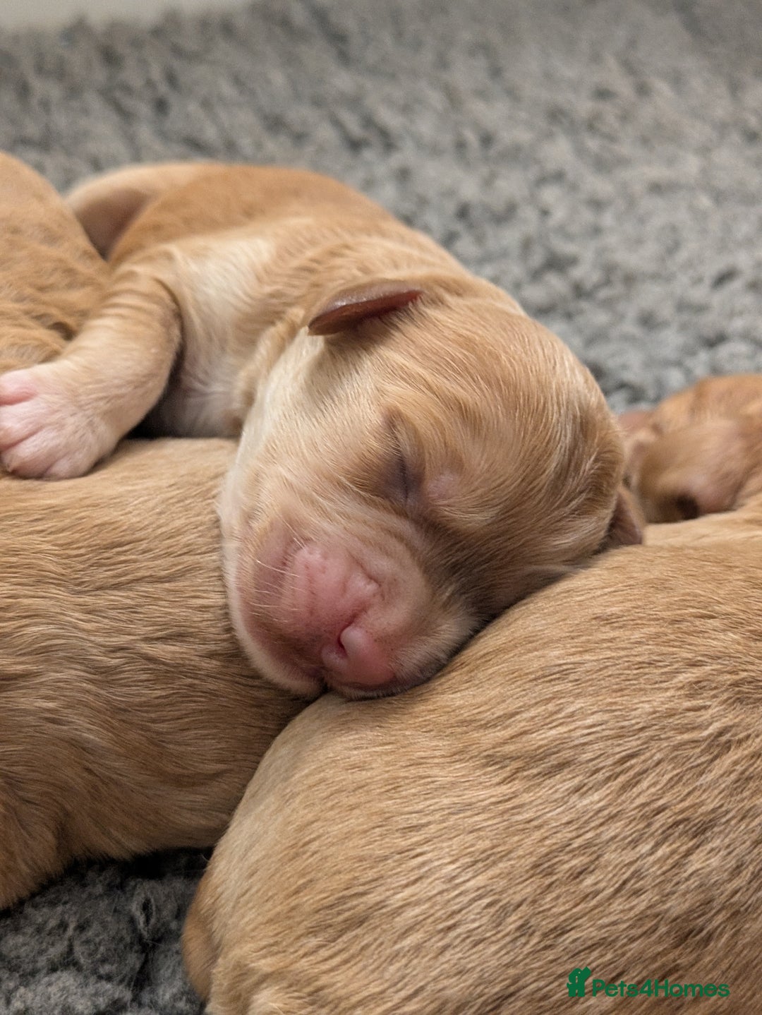 Cockapoo dogs for sale: Champion-Line Cockapoos From Health Tested Parents - Image 12
