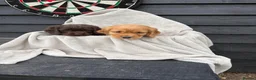 Cocker Spaniel dogs for sale: 2 cocker spaniels puppys available  - Advert 12