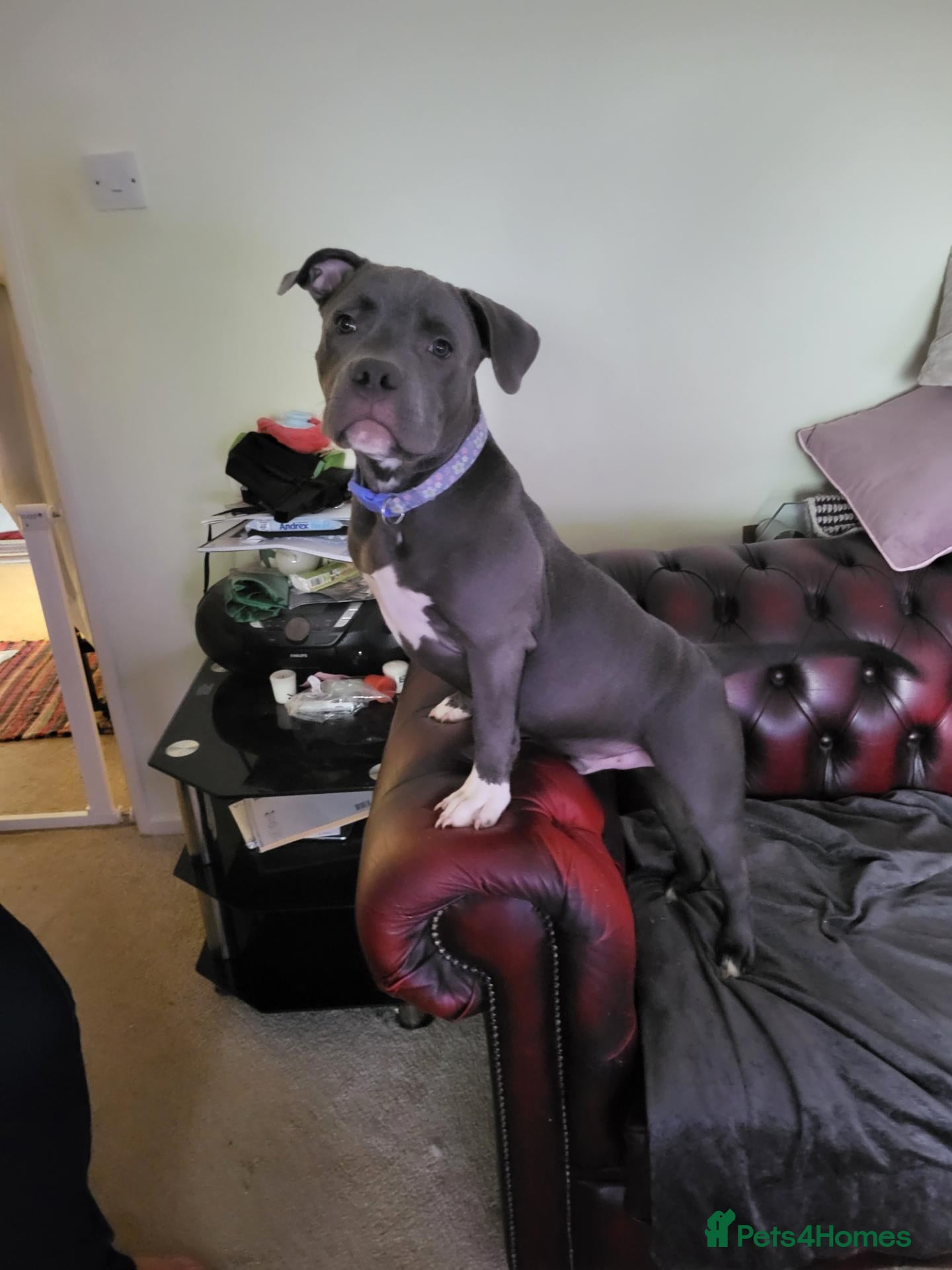 Staffordshire Bull Terrier dogs K C Registered Blue Staffordshire Bull Terror - Advert 12