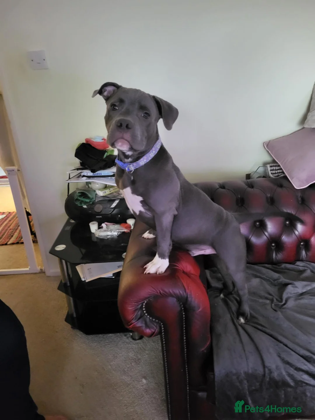 Staffordshire Bull Terrier dogs for sale: K C Registered Blue Staffordshire Bull Terror - Advert 1