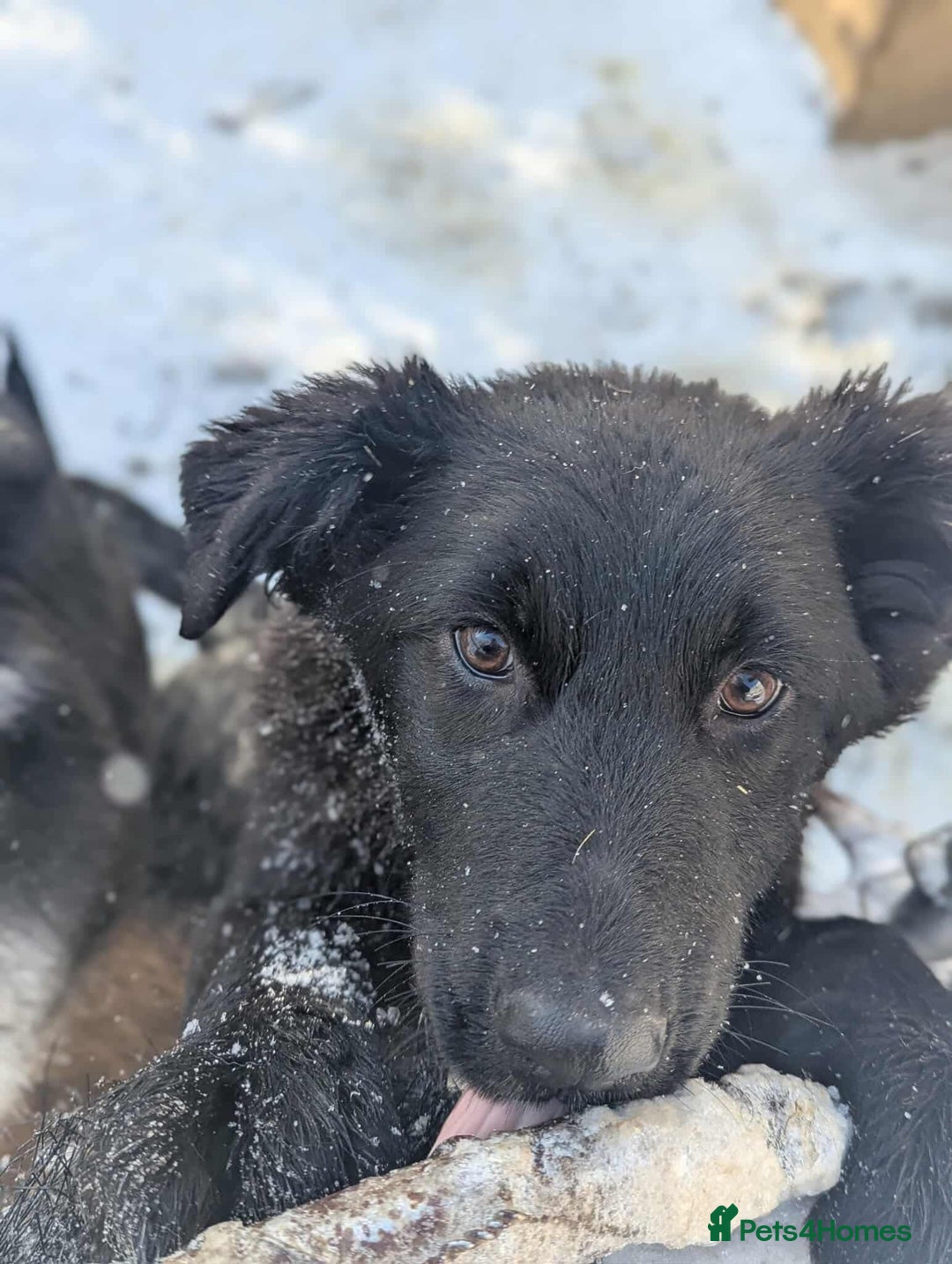 Mixed Breed dogs for adoption: Roxie ❤️ - Advert 4