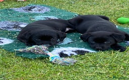 Labrador Retriever dogs for sale: Yellow and black Labrador puppies in Whitchurch - Image 2