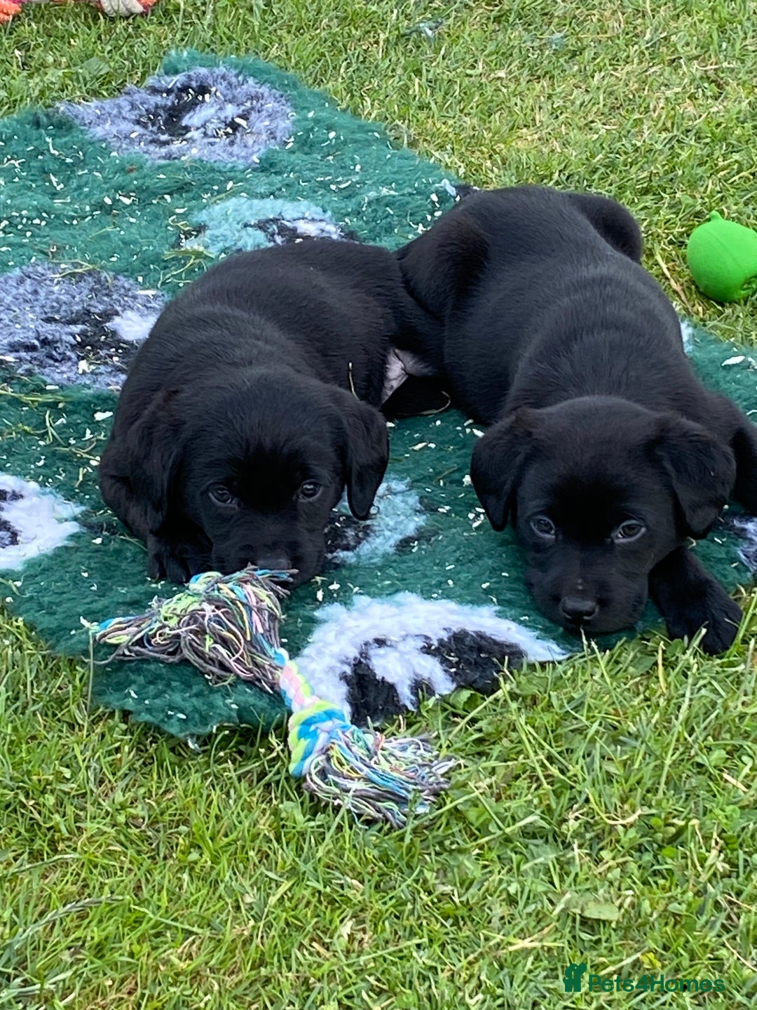 Labrador Retriever dogs for sale: Yellow and black Labrador puppies in Whitchurch - Image 2