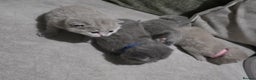 British Shorthair cats for sale: ** LAST ONE LEFT BLUE MALE British Shorthair ** - Advert 8