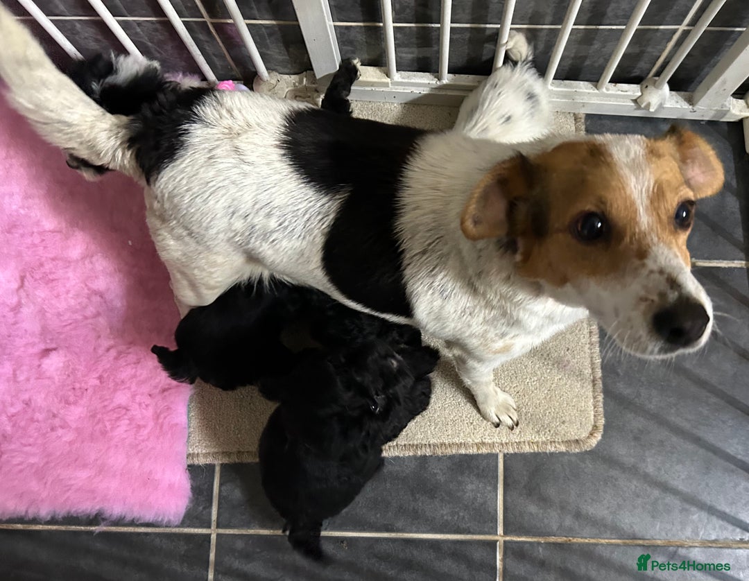 Jackapoo dogs for sale: 5 jackapoo puppies  - Image 16