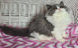 British Longhair cats for sale: Tica registered British Longhair Lady Rehome - Image 22