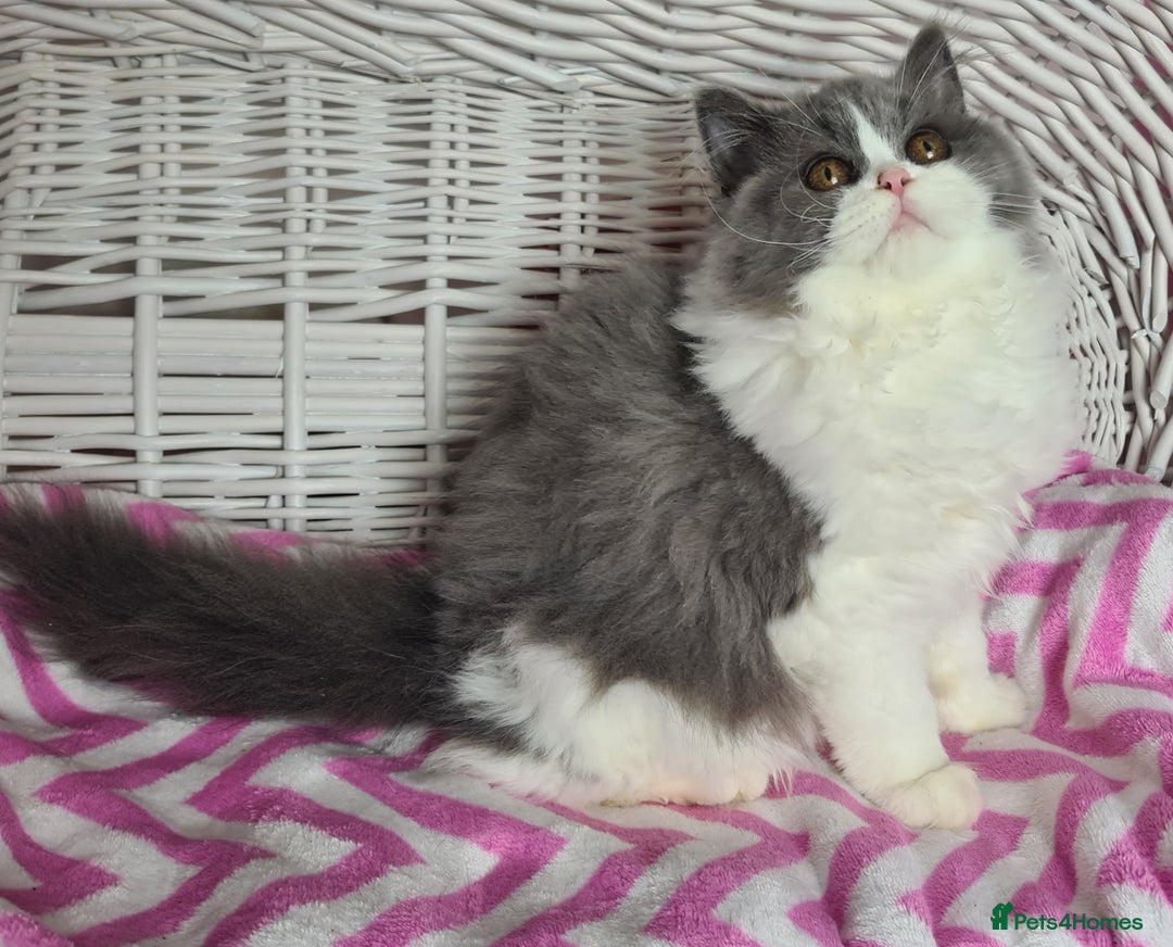 British Longhair cats for sale: Tica registered British Longhair Lady Rehome - Image 22