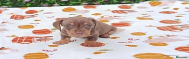 Miniature Dachshund 3