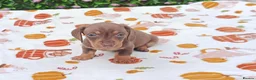 Miniature Dachshund dogs for sale: MINI DAXI KC REG PRA CLEAR - Advert 12